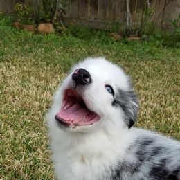 Border Collie Puppies from Cascade Sun Kennels