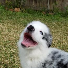 Border Collie Puppies from Cascade Sun Kennels