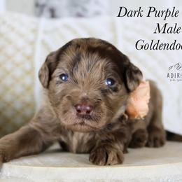 Dark purple collar - Merle female Goldendoodle puppy in Plattsburgh, New York from Adirondack Poodles Goldendoodles,Bernedoodles & Schnoodles