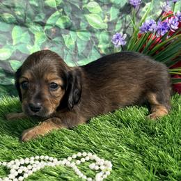Maddie - Red female Dachshund puppy in Chelsea, Oklahoma from Elite Puppies of Oklahoma, LLC