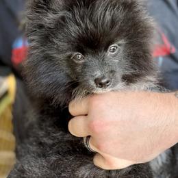 Henry Lee - Black parti male Pomeranian puppy in Springfield, Missouri from Hope Mountain Pomeranians