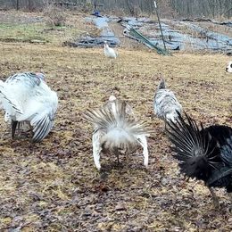 Alapaha Blue Blood Bulldogs from F. F. Fox’SFarm of ALAPAHA BLUE BLOOD BULLDOGS