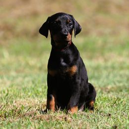 Myrcella - Black and rust female Doberman Pinscher puppy in Rockwall, Texas from Elitehaus