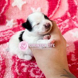 Frankie - Black parti male Pomeranian puppy in Idaho Falls, Idaho from Country Life Pomeranians