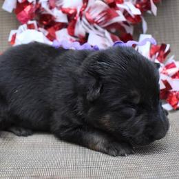 Purple Girl - Black and tan female German Shepherd puppy in Grants Pass, Oregon from Granville German Shepherds