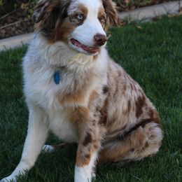 Aussiedoodles, Bernedoodles, and Goldendoodles from JW Doodles