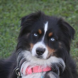 Tango - Miniature Australian Shepherd