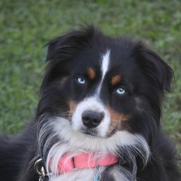 Tango - Miniature Australian Shepherd