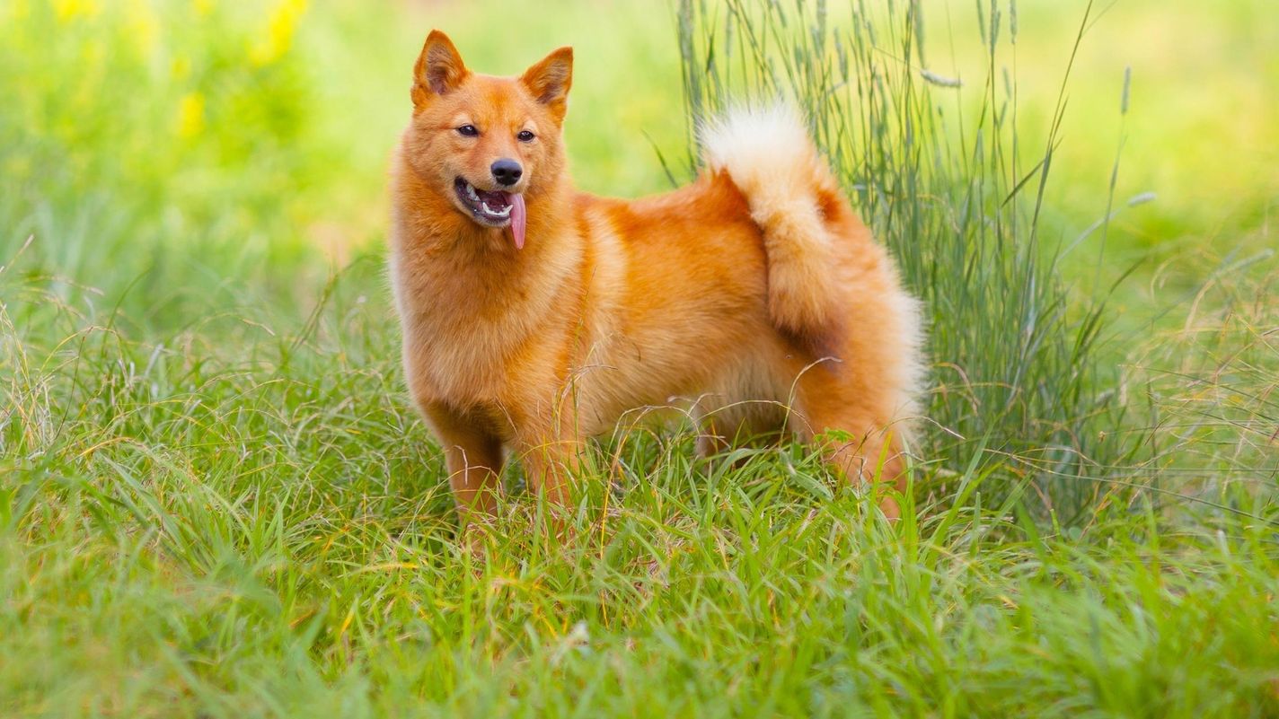 Finnish Spitz