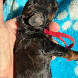 Victory - Phantom female Poodle puppy in Ardmore, Oklahoma from The Poodles of Green Acres