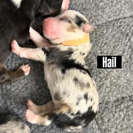 Hail - Blue merle male Miniature American Shepherd puppy in Tucson, Arizona from Outlaw Minis