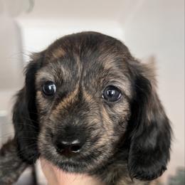Mr. Black - Dapple male Dachshund puppy in Miami, Florida from Maitime Dachshund