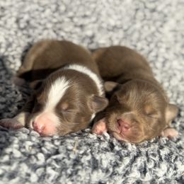 Miniature Australian Shepherd Puppies from Acton Aussies