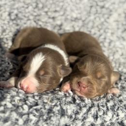 Miniature Australian Shepherd Puppies from Acton Aussies