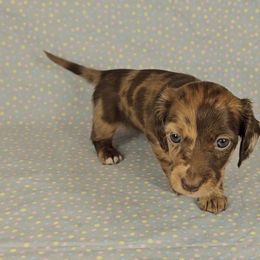 Dachshund Puppies from Newbern's Nuggets