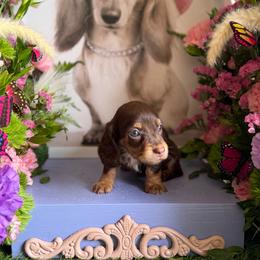 Todd - Chocolate and tan male Dachshund puppy in Wills Point, Texas from Duck Creek Farm
