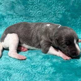 Charity - White and blue female Whippet puppy in Gentry, Arkansas from Mardel Robeson of Mulberry Hollow Whippets
