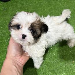 Xandi - Black gold and white male Shih Tzu puppy in Bourne, Massachusetts from Shih Tzu Pups