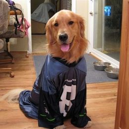 Golden Retriever All Grown Up from Beachwood Golden Retrievers