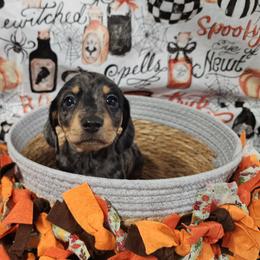 Lucky - Dapple male Dachshund puppy in Anaconda, Montana from Williams Family Dachshunds