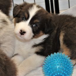 Australian Shepherd Puppies from 4t Aussies