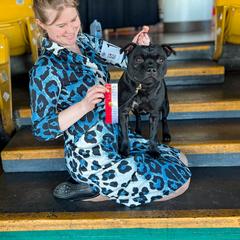 Staffordshire Bull Terrier All Grown Up from Theatric Staffords