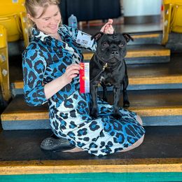 Staffordshire Bull Terrier All Grown Up from Theatric Staffords