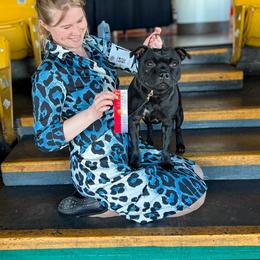 Staffordshire Bull Terrier All Grown Up from Theatric Staffords