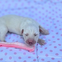 Brittney - White and black female Dalmatian puppy in Neosho, Missouri from County-Line Critters