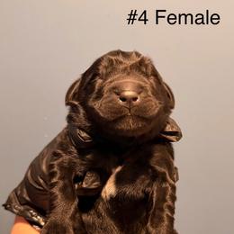 Four - Black female Newfoundland puppy in Tully, New York from Bear Paw Newfoundlands