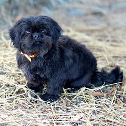 Finn - Black male Shih Tzu puppy in Cartersville, Georgia from Autumn Breeze Shih Tzus and Friends
