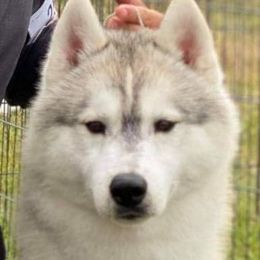 Siberian Husky All Grown Up from Shawna Wells