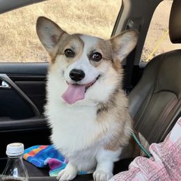 Halo - Pembroke Welsh Corgi