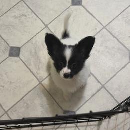 Female Puppy 4 - White and black female Papillon puppy in Kenly, North Carolina from Otto’s Papillons