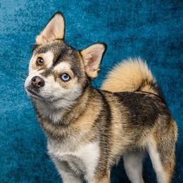 Pomskies from 307 Pomskys