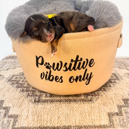 Honey Queen - Merle female Bernedoodle puppy in West Haven, Utah from Split Mountain Doodles