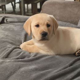 Male 2 - Yellow male Labrador Retriever puppy in Conway, Missouri from Patton's Triple Pine Farm