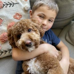 Labradoodle Puppies from California Double Doodles