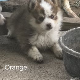 Orange - Red and white female Pomsky puppy in Blackfoot, Idaho from Snake River Pomskys