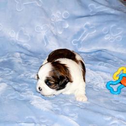 Brinna - Brindle female Lhasa Apso puppy in Hillsboro, Oregon from Luv-N-Laughter Lhasa Apsos
