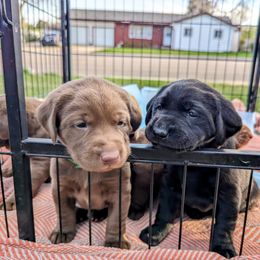 Dilute Retriever and Labrador Retriever Puppies from LC Hunting Labs, LLC.