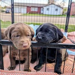 Dilute Retriever and Labrador Retriever Puppies from LC Hunting Labs, LLC.