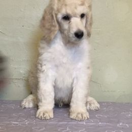 Poodle Puppies from Mozaic Standard Poodles