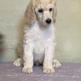 Poodle Puppies from Mozaic Standard Poodles