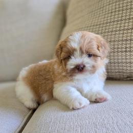 Sunny - Liver and white male Shih Tzu puppy in Republic, Missouri from Kolo House Shihtzus