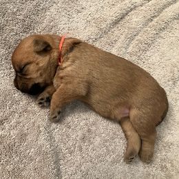 Orange girl - Wheaten female Soft Coated Wheaten Terrier puppy in Las Vegas, Nevada from Irish Wheatens in Las Vegas