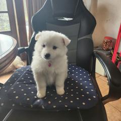 Rose - White female American Eskimo Dog puppy in Grants Pass, Oregon from SnH Eskies