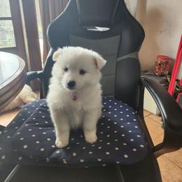 Rose - White female American Eskimo Dog puppy in Grants Pass, Oregon from SnH Eskies