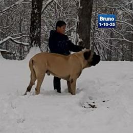 Bruno - Mastiff