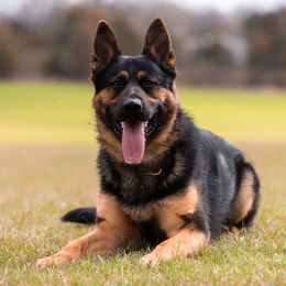 German Shepherds from Strawn German Shepherds